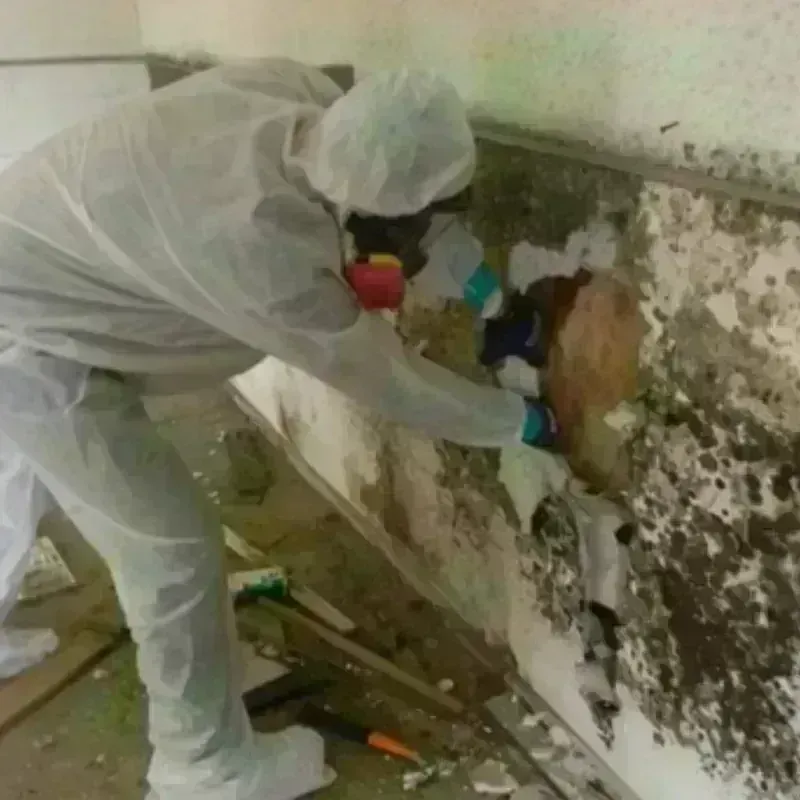 Mold Remediation and Removal in Monroe County, NY